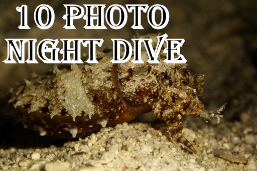 Night Dive Photo 